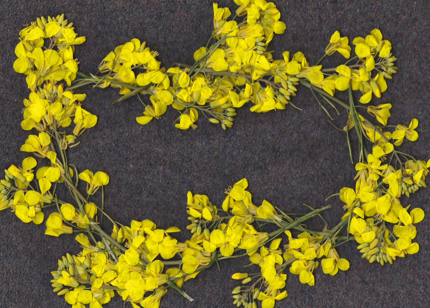 Bright yellow canola flowers arranged in a loose looping garland on a dark seed ground.