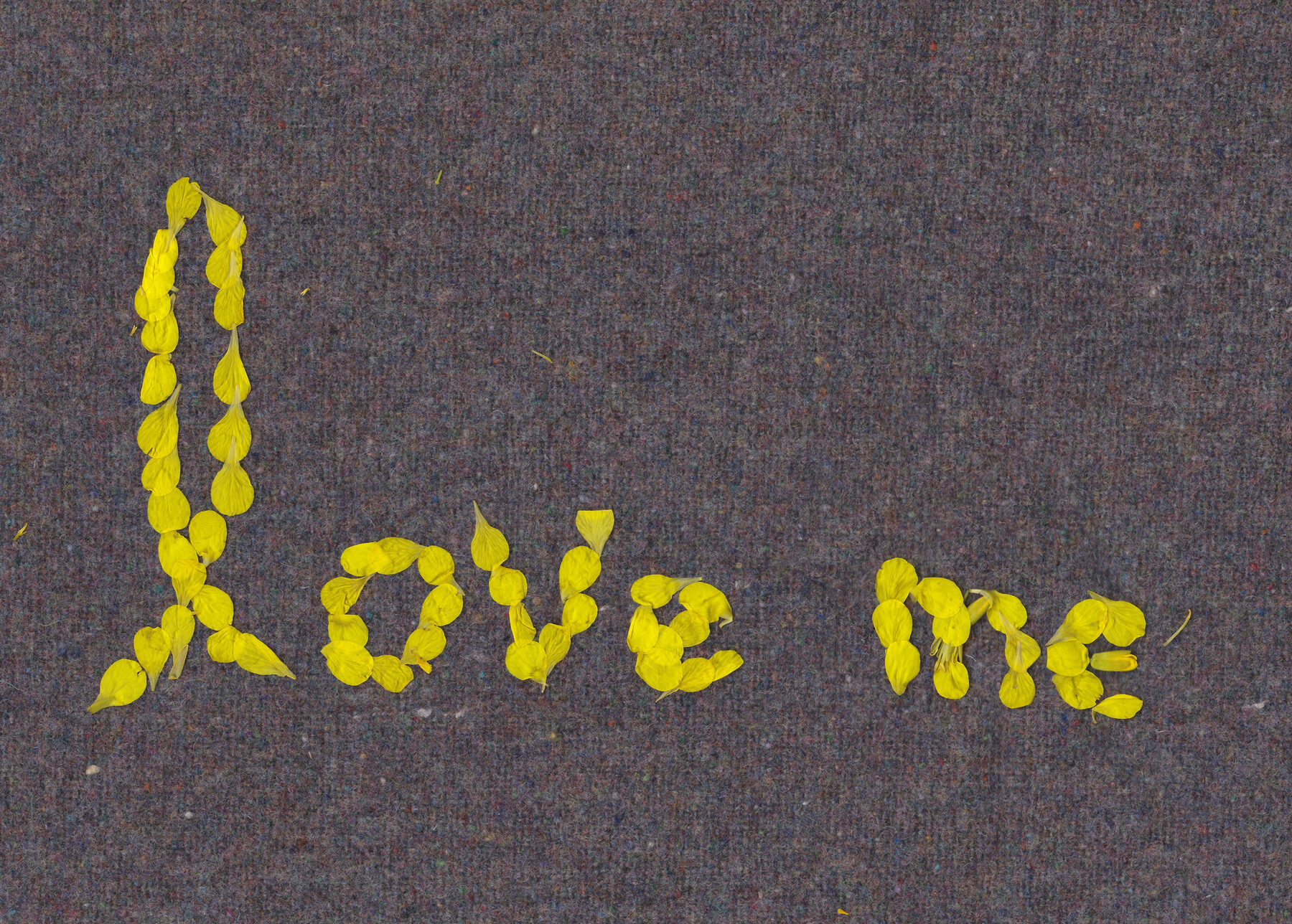 The words love me spelled out in yellow canola petals on a dark speckled ground of canola seed.