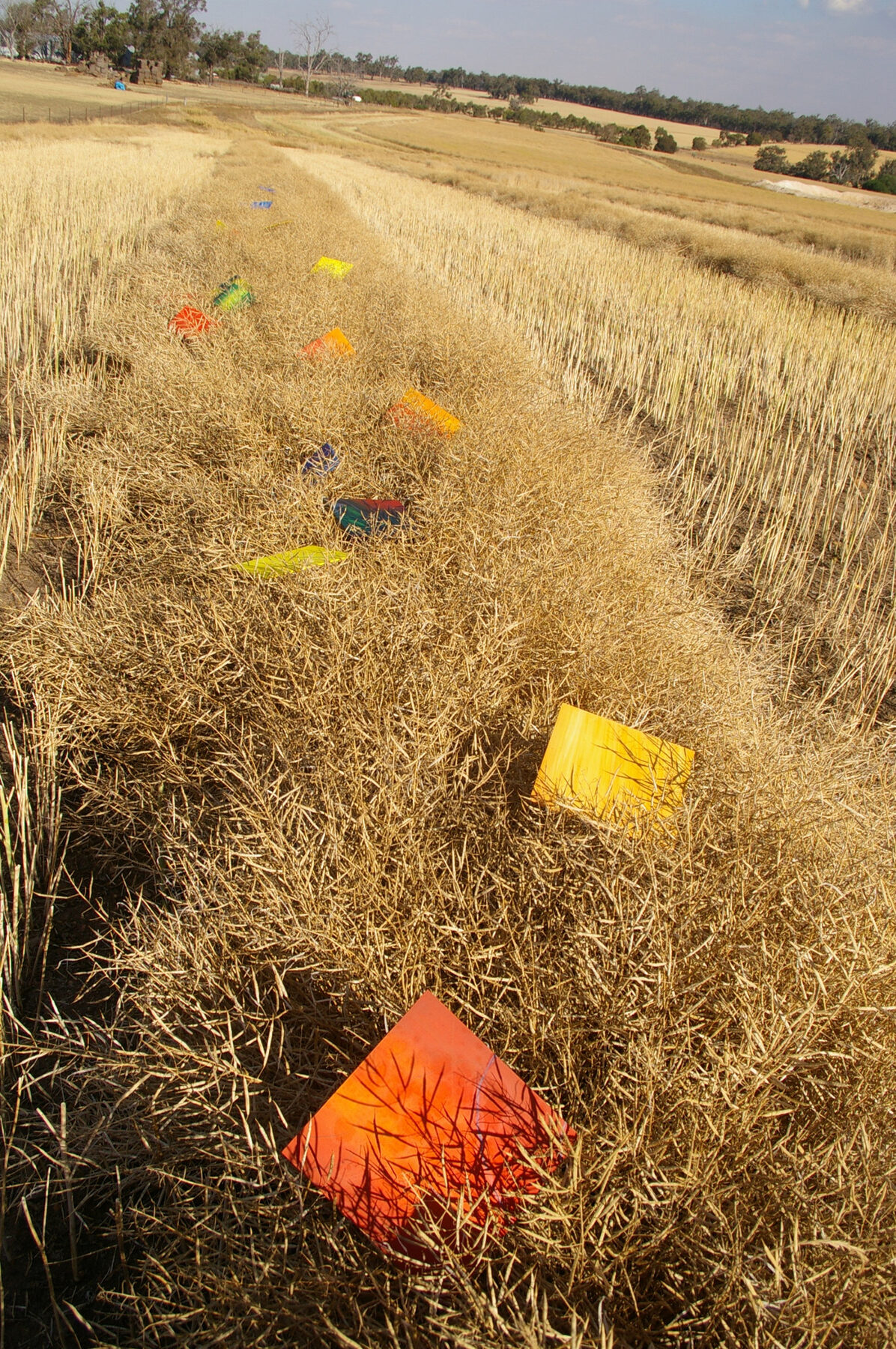 Small bright painted panels in orange, yellow and red scattered along a windrow of cut canola swath in a wide paddock.