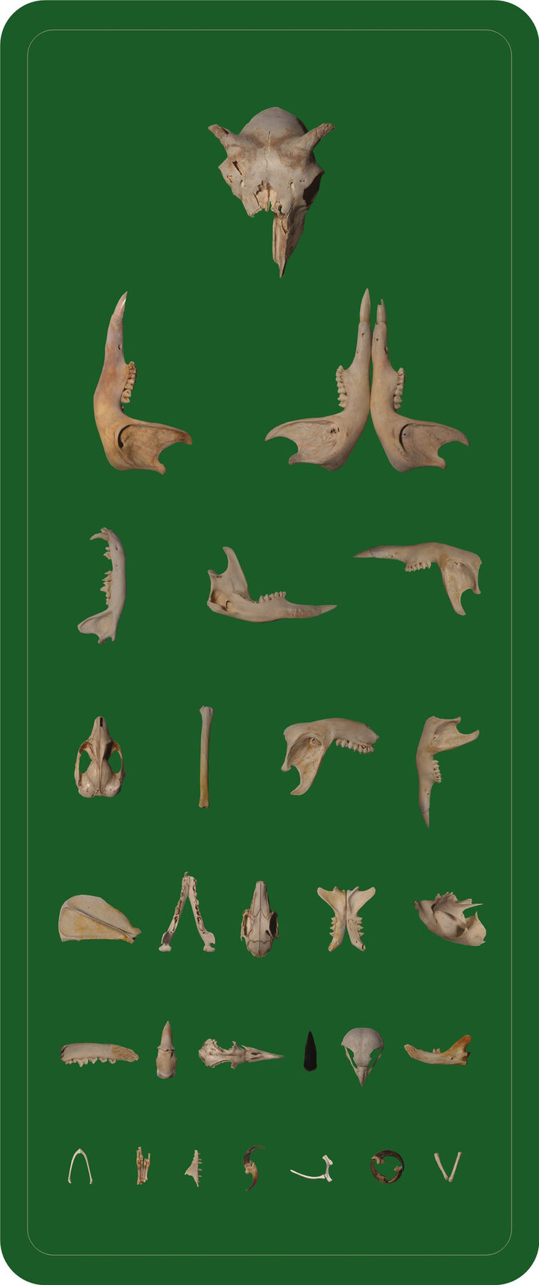 A tall dark green panel with small pale animal bones arranged in rows that shrink towards the bottom, like an optometrist's eye chart.
