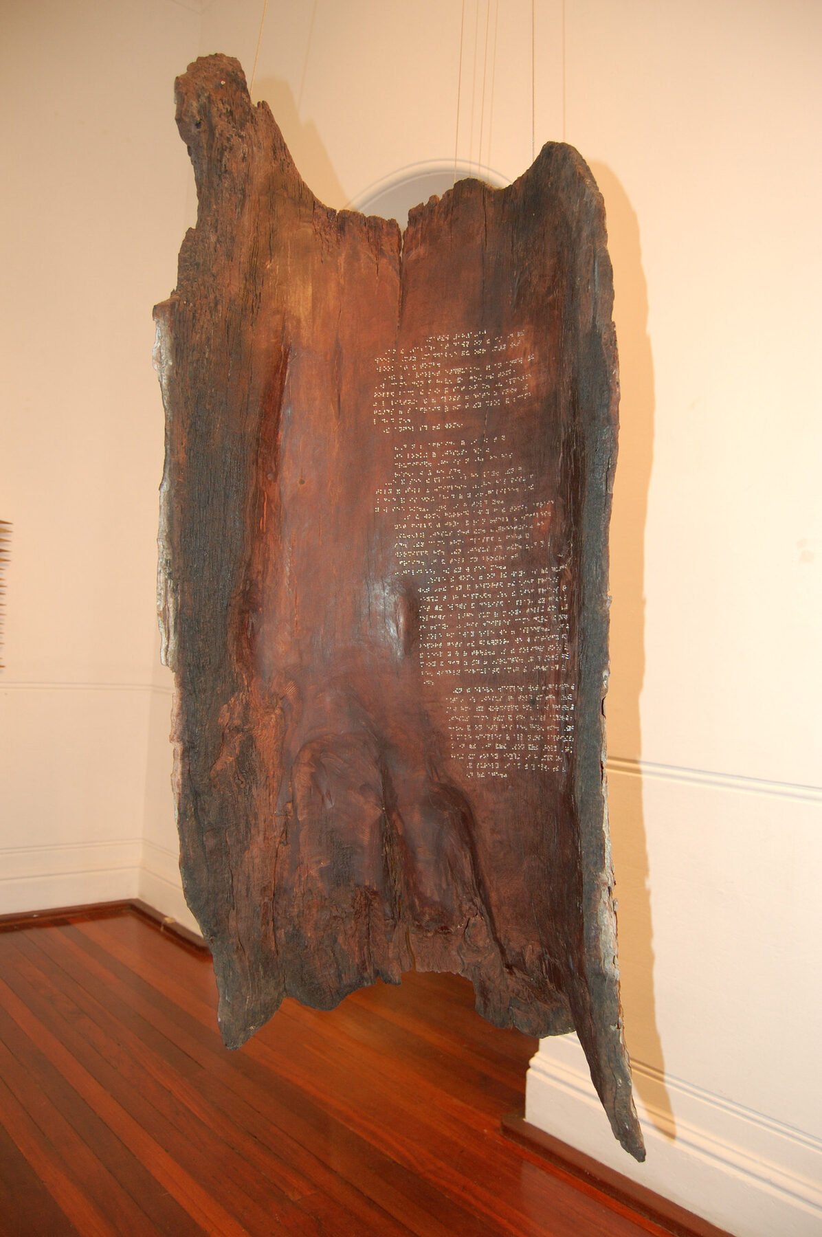 A hollowed curl of rust-red redgum bark hanging against a white gallery wall, its inner surface studded with rows of nail-head Braille.